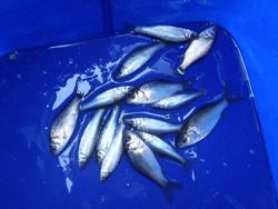 ファイル 1148-5.jpg