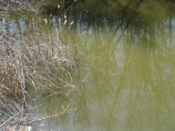 ファイル 1150-1.jpg