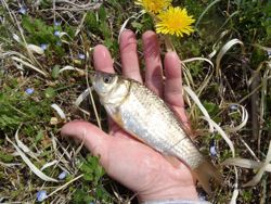 ファイル 1151-3.jpg