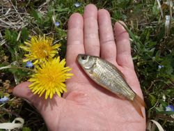 ファイル 1151-4.jpg