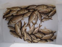 ファイル 1151-5.jpg