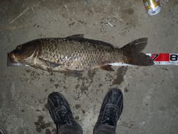 ファイル 1154-3.jpg