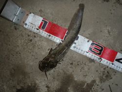 ファイル 1154-4.jpg