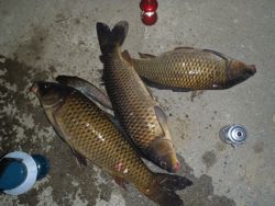 ファイル 1154-5.jpg