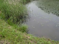 ファイル 1162-1.jpg