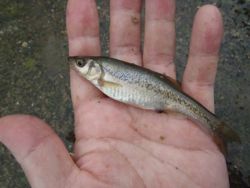 ファイル 1163-2.jpg