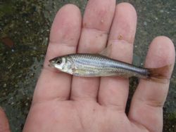 ファイル 1163-3.jpg