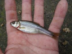 ファイル 1163-4.jpg