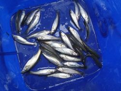 ファイル 1163-5.jpg