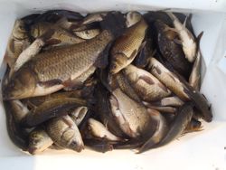 ファイル 1164-5.jpg