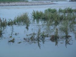 ファイル 1165-1.jpg