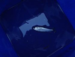 ファイル 1165-3.jpg