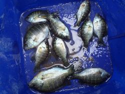 ファイル 1170-5.jpg