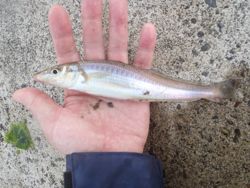 ファイル 1171-2.jpg