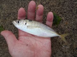 ファイル 1171-3.jpg