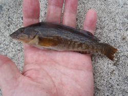 ファイル 1171-4.jpg