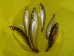 ファイル 1171-5.jpg