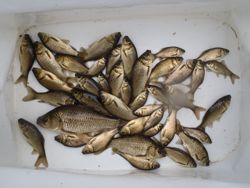 ファイル 1176-5.jpg