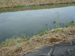 ファイル 1177-1.jpg