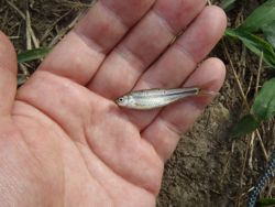 ファイル 1177-2.jpg