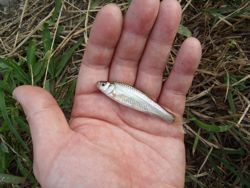 ファイル 1177-3.jpg