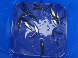 ファイル 1177-5.jpg