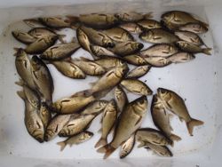 ファイル 1178-5.jpg