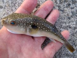 ファイル 1180-2.jpg