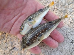 ファイル 1180-3.jpg