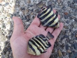 ファイル 1181-2.jpg