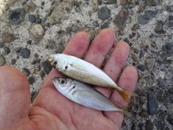 ファイル 1181-3.jpg