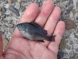 ファイル 1181-4.jpg