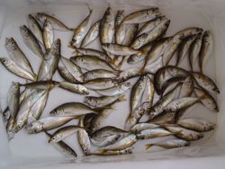 ファイル 1181-5.jpg