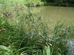 ファイル 1182-1.jpg