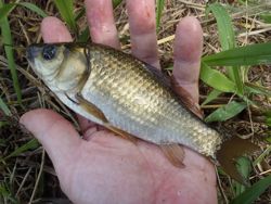 ファイル 1182-4.jpg