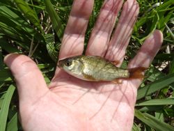 ファイル 1187-2.jpg