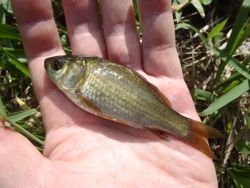 ファイル 1187-4.jpg