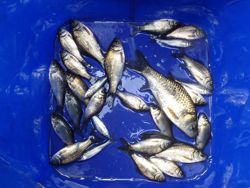 ファイル 1187-5.jpg