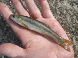 ファイル 1188-2.jpg