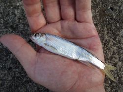 ファイル 1188-3.jpg