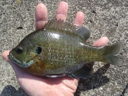 ファイル 1188-4.jpg