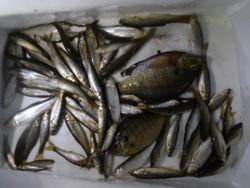 ファイル 1188-5.jpg