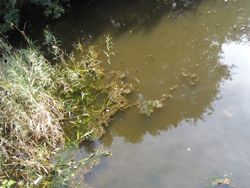 ファイル 1194-1.jpg