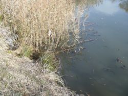 ファイル 1199-1.jpg