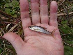 ファイル 1199-3.jpg