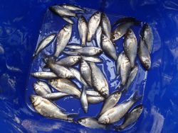 ファイル 1199-5.jpg