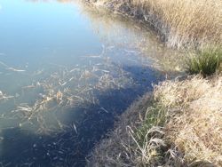 ファイル 1203-1.jpg