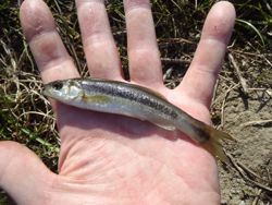 ファイル 1203-2.jpg