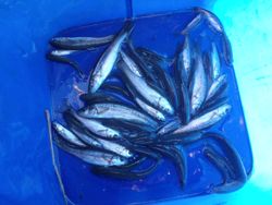 ファイル 1203-5.jpg