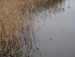 ファイル 1204-1.jpg